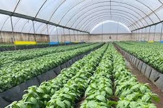 Basil, Chives, Corriander, Thymes, Rosemary